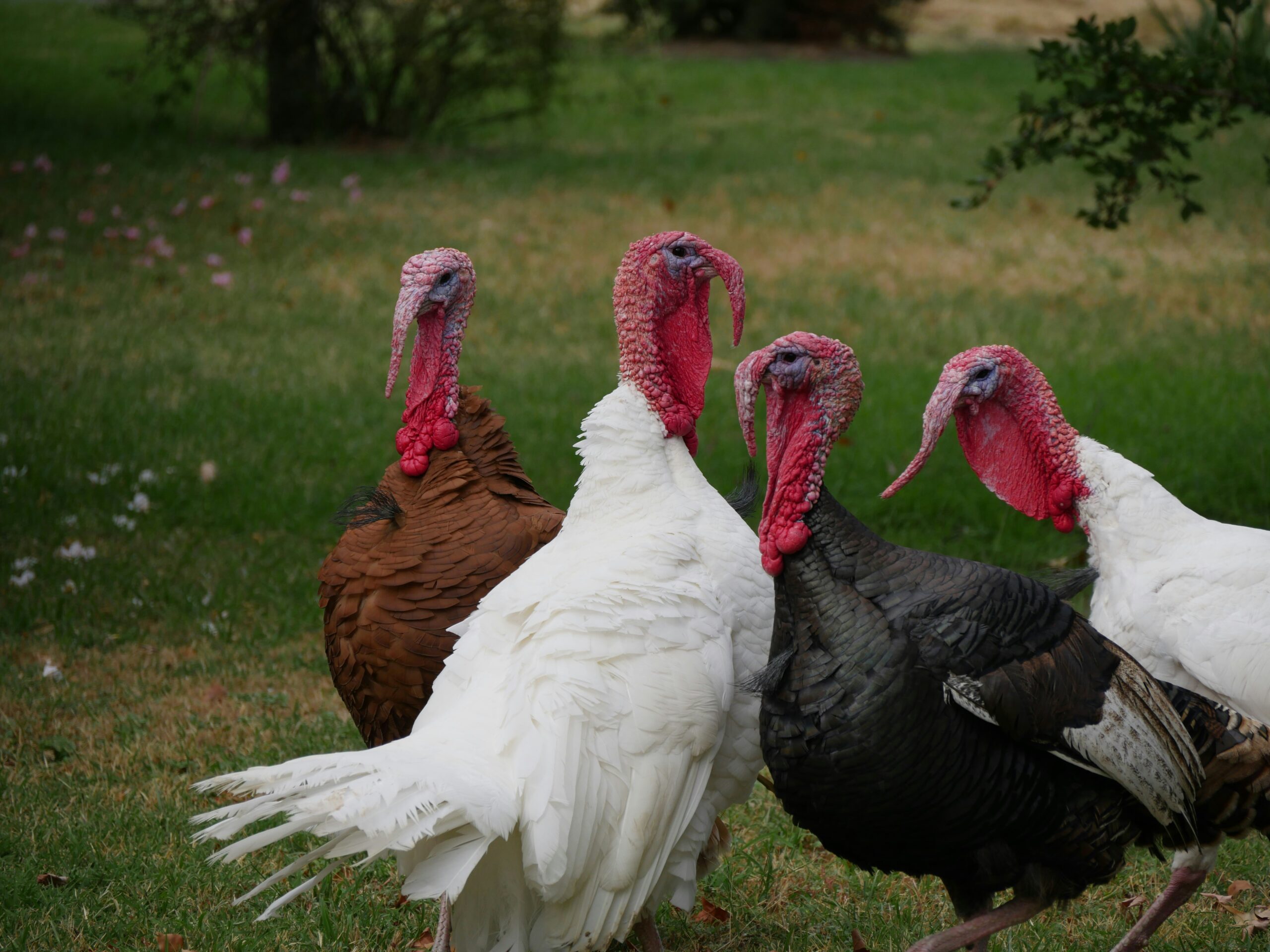 How to Talk Turkey
